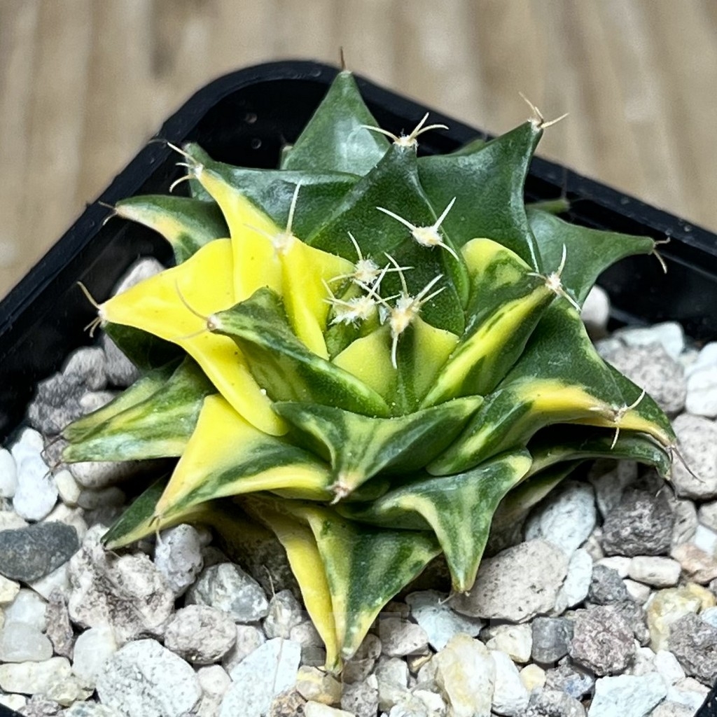 SHPR21601 Obregonia denegrii f. variegata