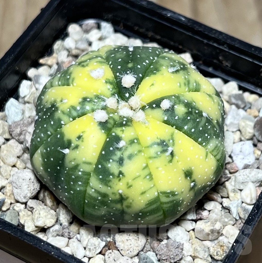 SHPR21602 Astrophytum asterias f. variegata