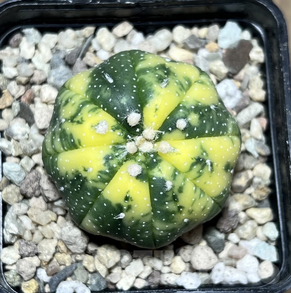 SHPR21602 Astrophytum asterias f. variegata - Image 2