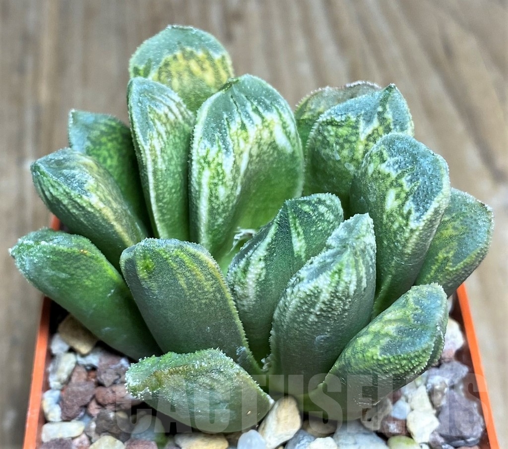 SHPR22350 Haworthia magnifica x truncata