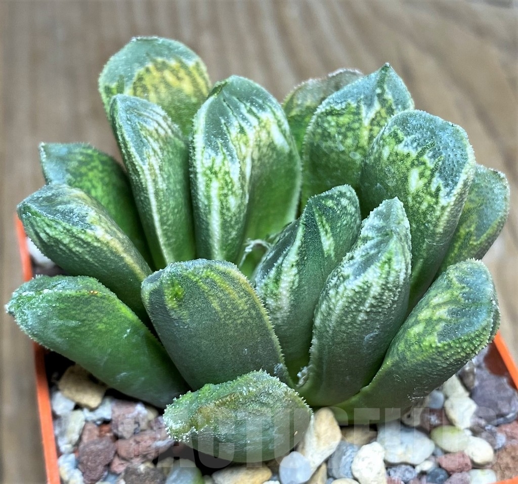 SHPR22350 Haworthia magnifica x truncata - Imagen 2