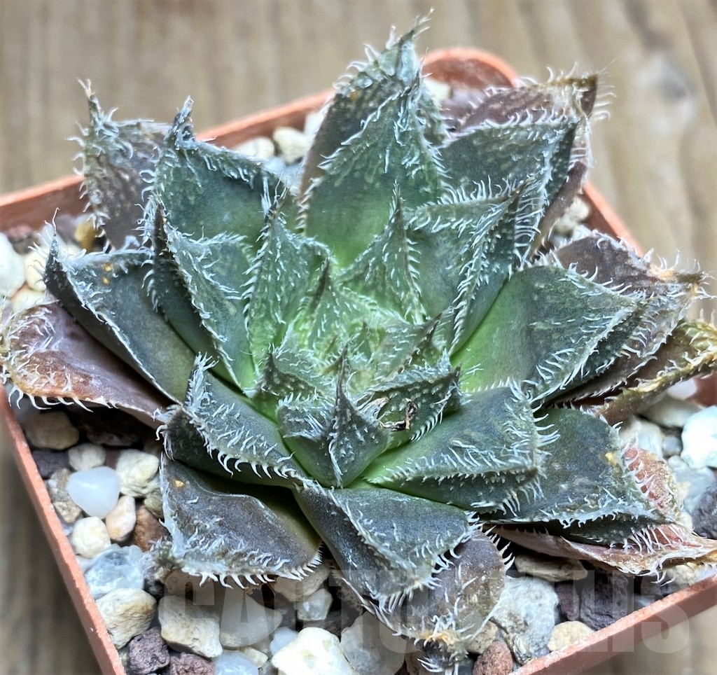 SHPR22352 Haworthia 'Shikookina' x emelyae v. major