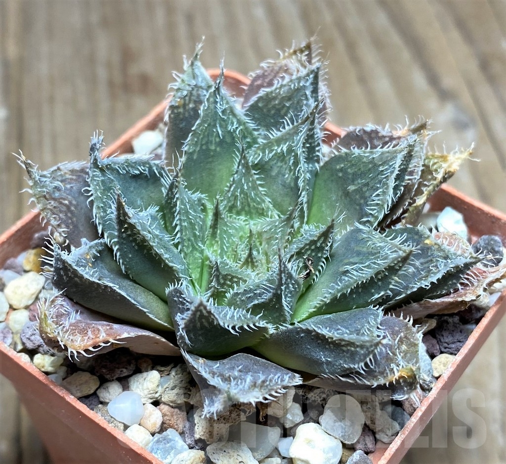 SHPR22352 Haworthia 'Shikookina' x emelyae v. major – Image 2