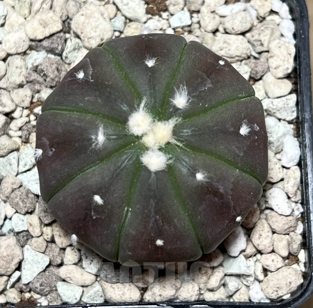 SHPR21604 Astrophytum asterias ‘Purple skin’ - immagine 2