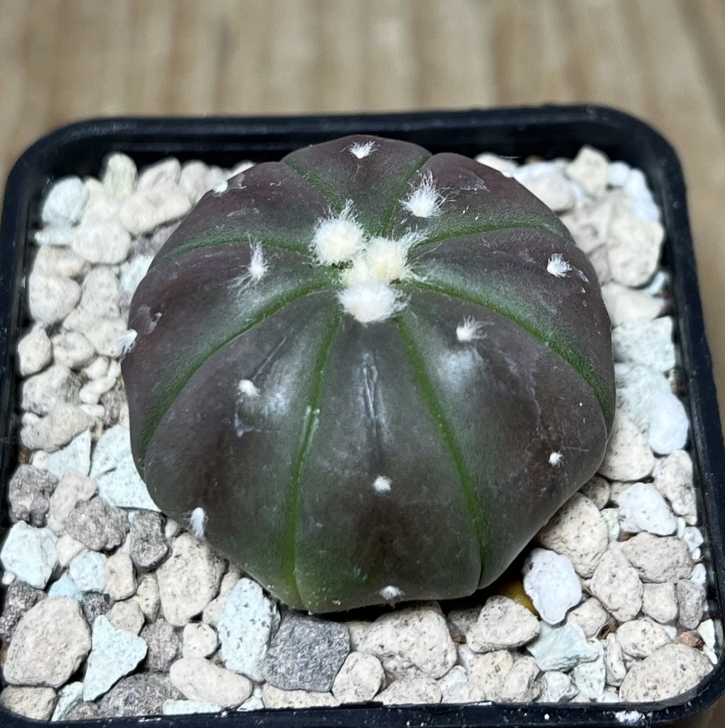 SHPR21604 Astrophytum asterias ‘Purple skin’