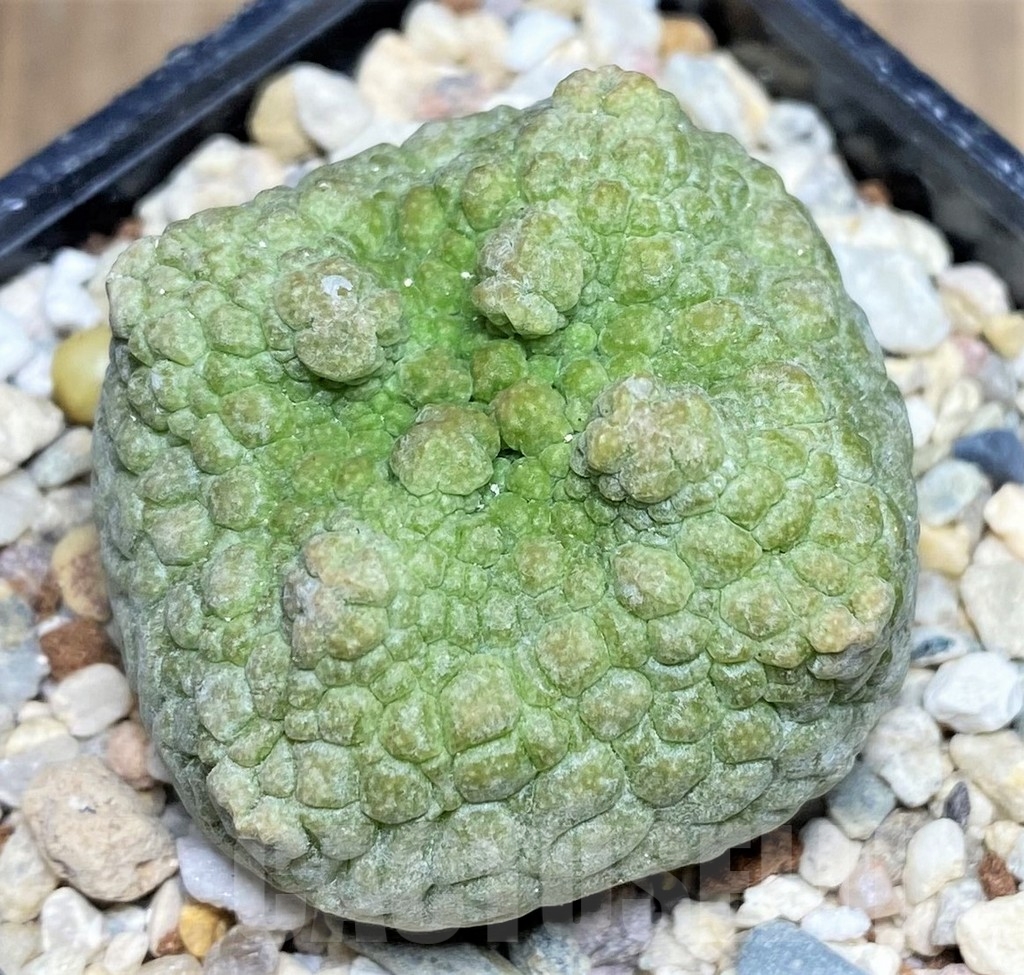SHPR22355 Pseudolithos cubiformis