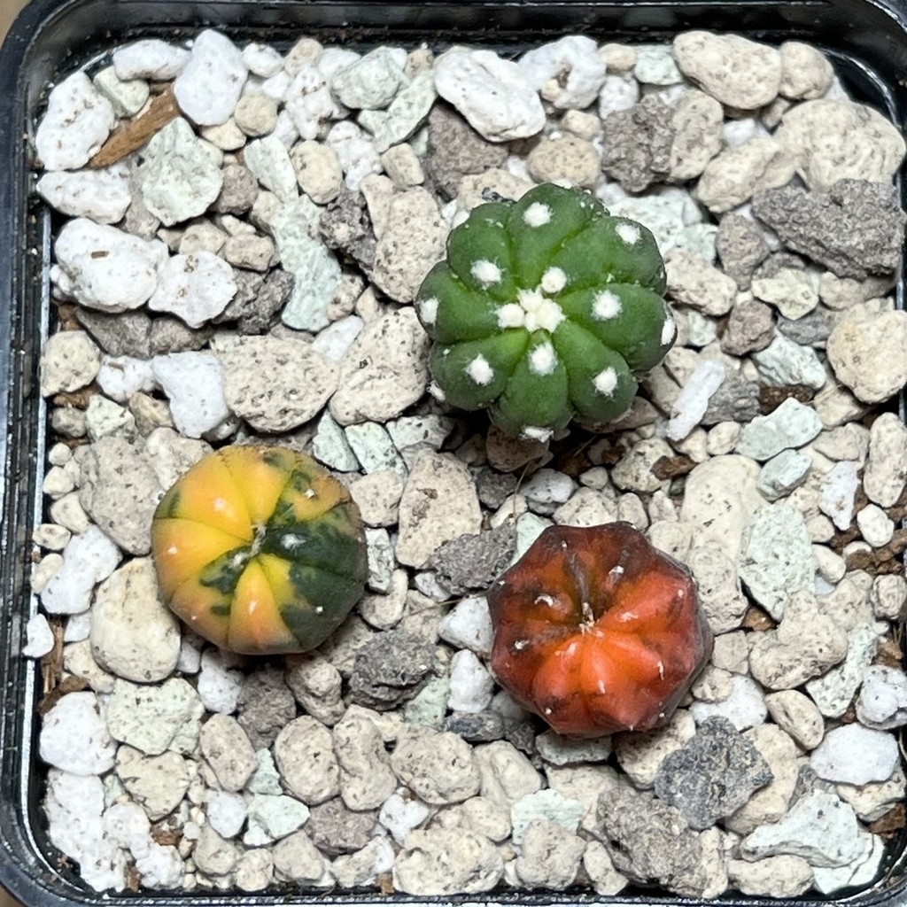 SHPR21605 Astrophytum asterias hybrid mix - immagine 2