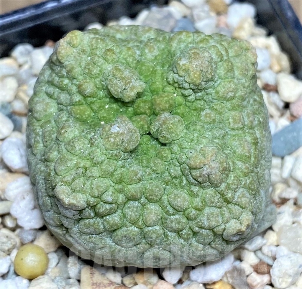 SHPR22355 Pseudolithos cubiformis - Image 2