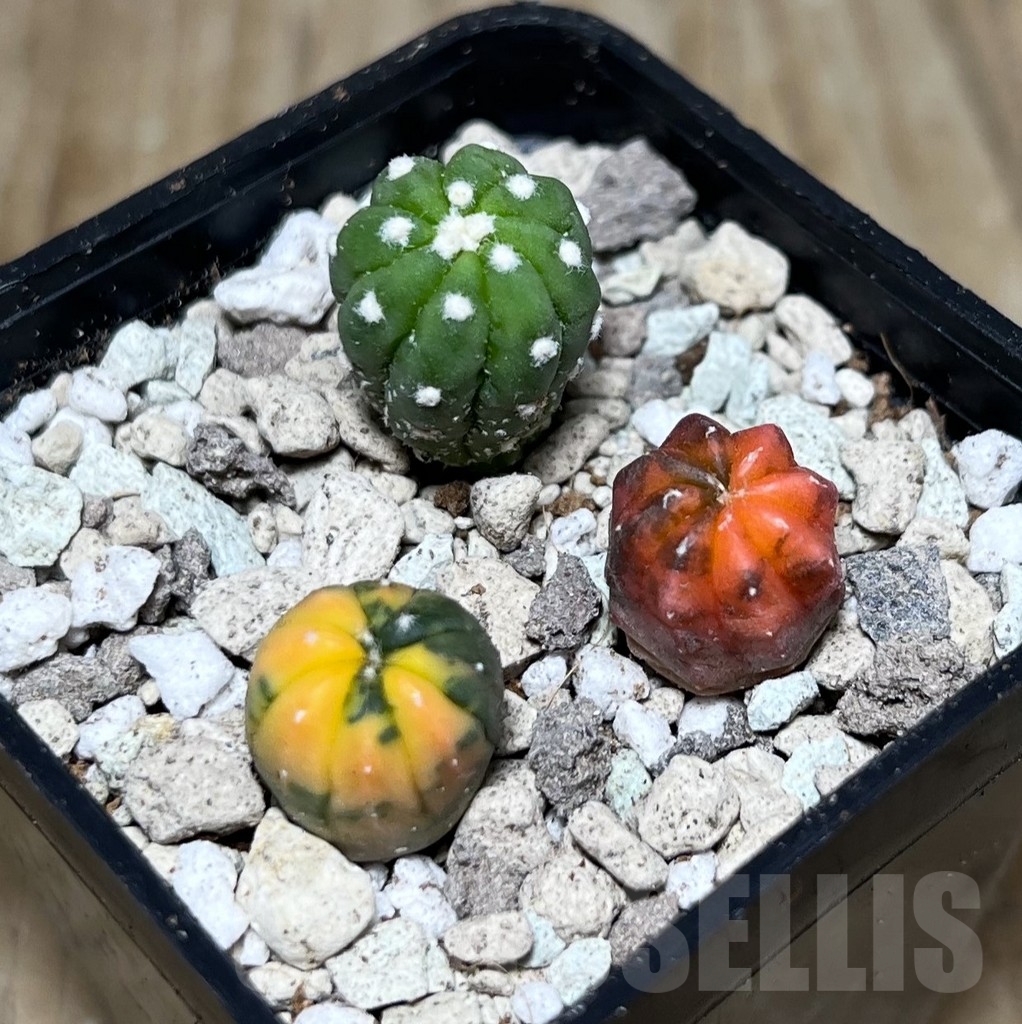 SHPR21605 Astrophytum asterias hybrid mix