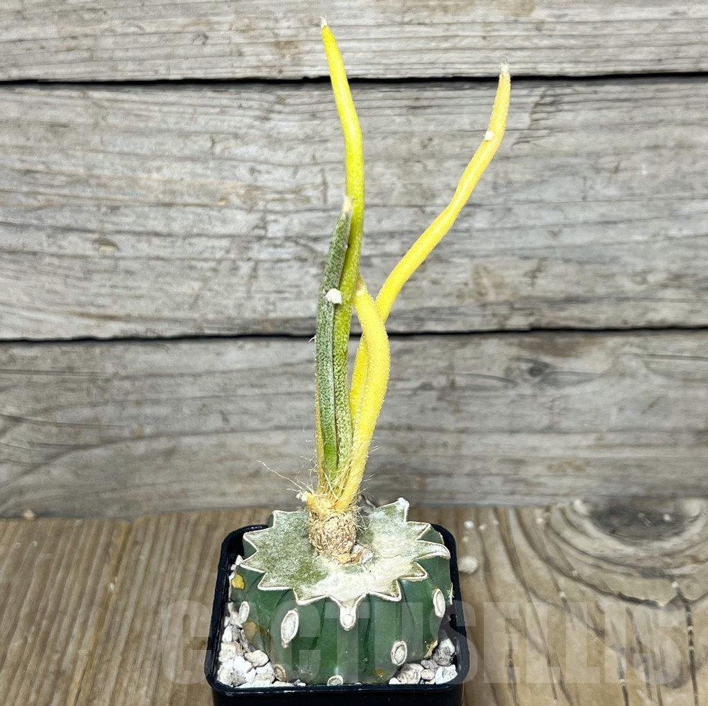 SHPR21606 Astrophytum caput-medusae f. variegata, grafted - immagine 2