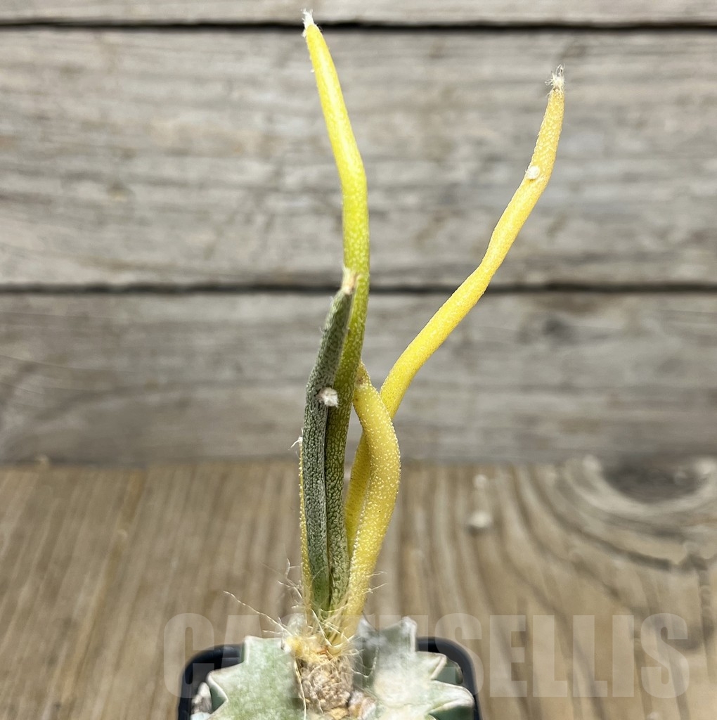 SHPR21606 Astrophytum caput-medusae f. variegata, grafted