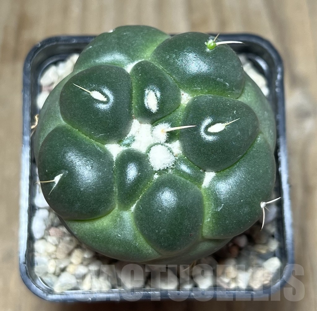 SHPR21607 Coryphantha elephantidens f. inermis - immagine 2