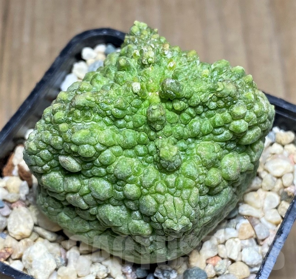 SHPR22360 Pseudolithos cubiformis - Image 2