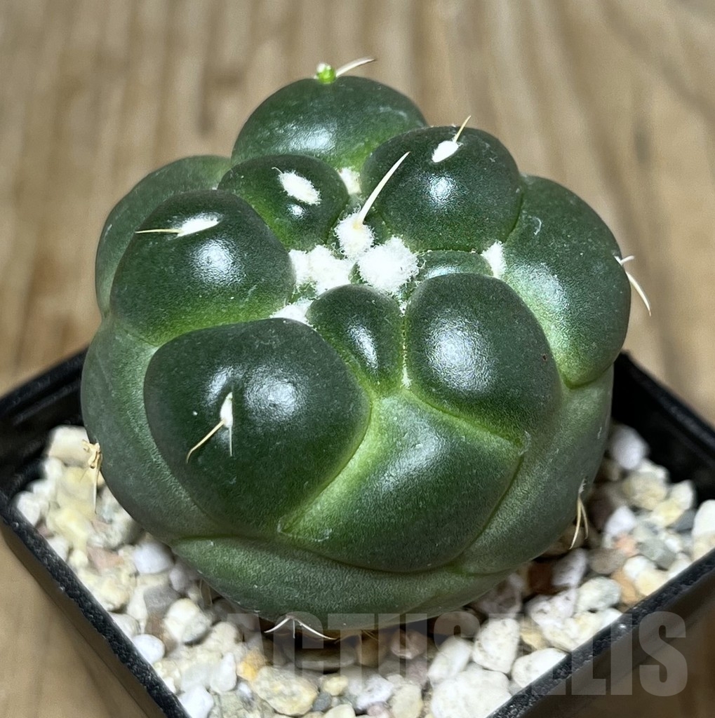 SHPR21607 Coryphantha elephantidens f. inermis