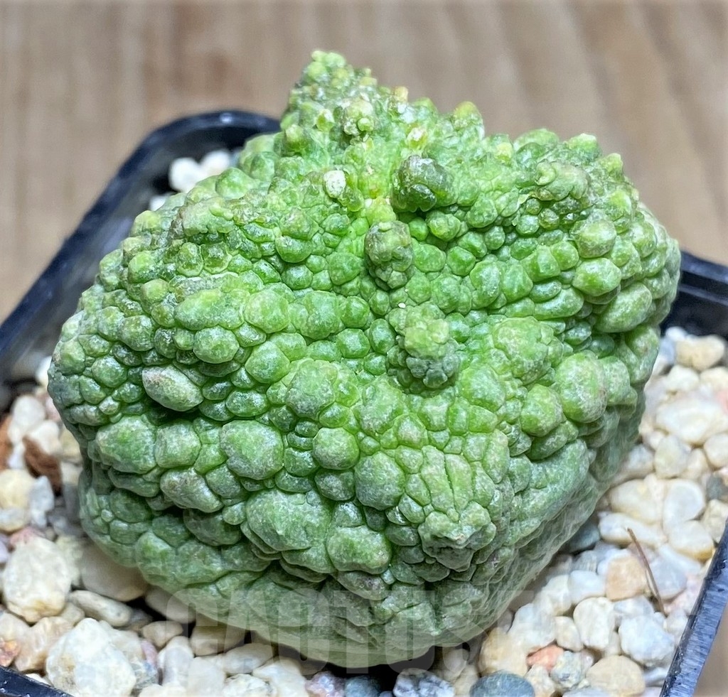 SHPR22360 Pseudolithos cubiformis