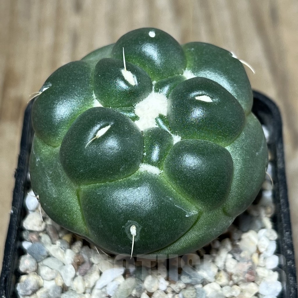 SHPR21608 Coryphantha elephantidens f. inermis