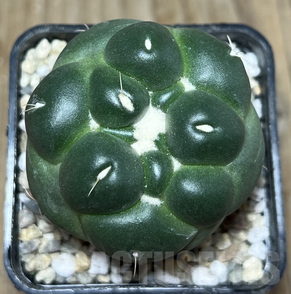 SHPR21608 Coryphantha elephantidens f. inermis - immagine 2