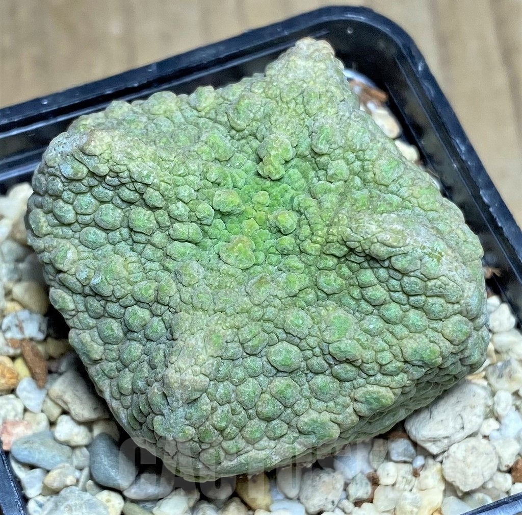 SHPR22362 Pseudolithos cubiformis - Зображення 2