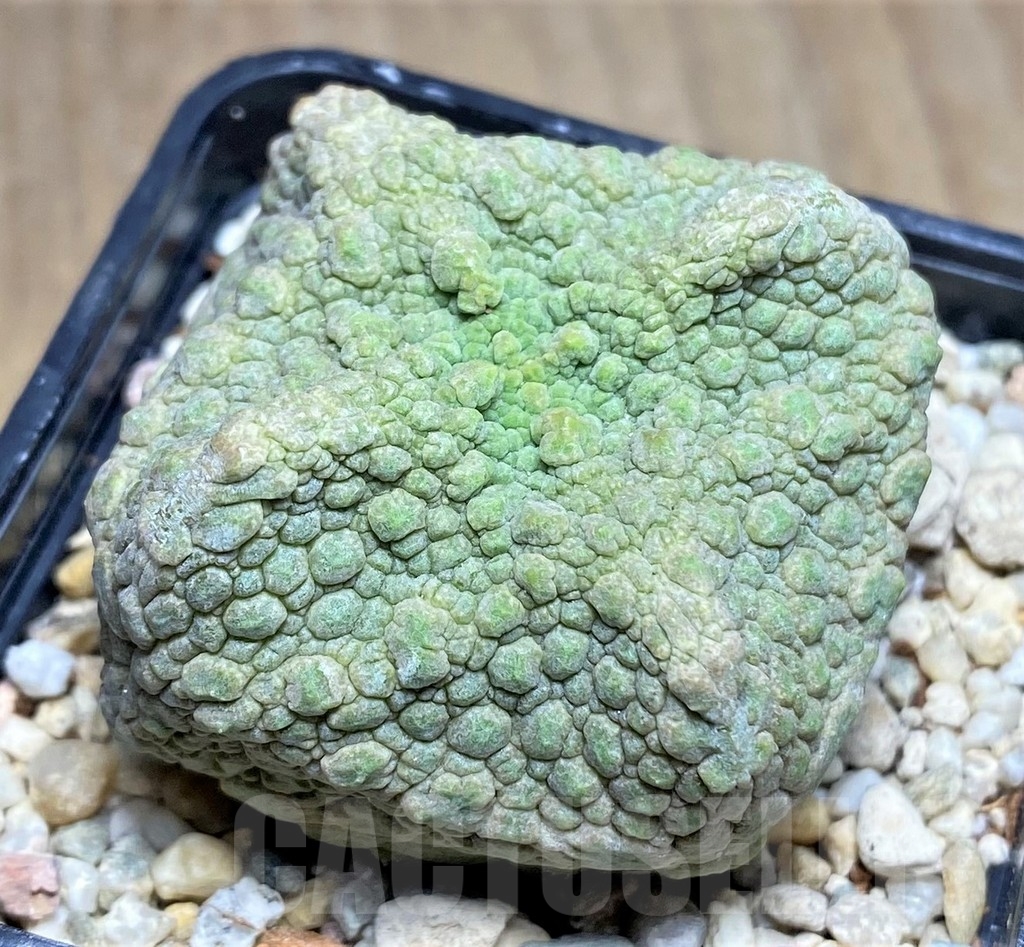 SHPR22362 Pseudolithos cubiformis