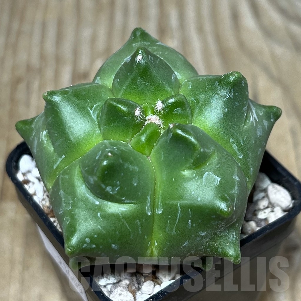 SHPR21609 Astrophytum myriostigma ‘Kikko’