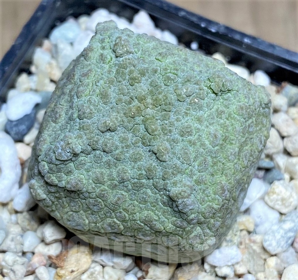 SHPR22363 Pseudolithos cubiformis - Image 2