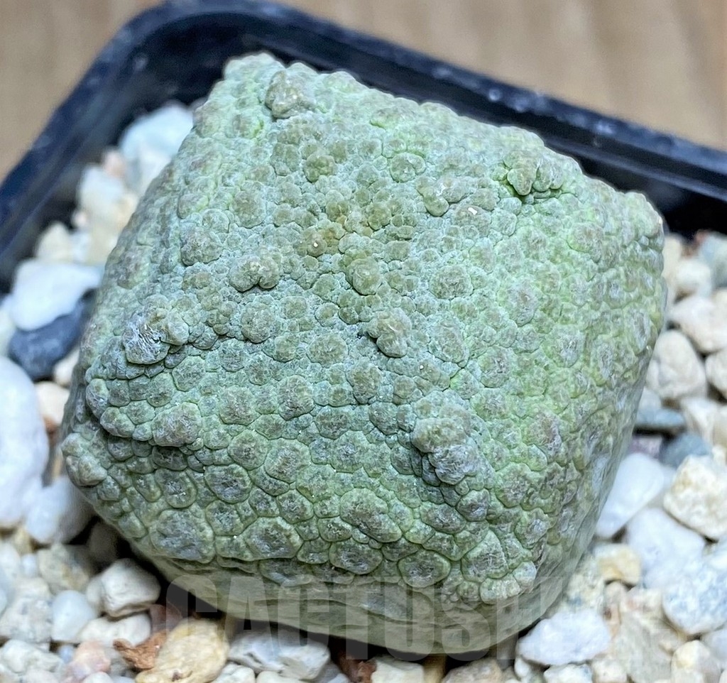 SHPR22363 Pseudolithos cubiformis