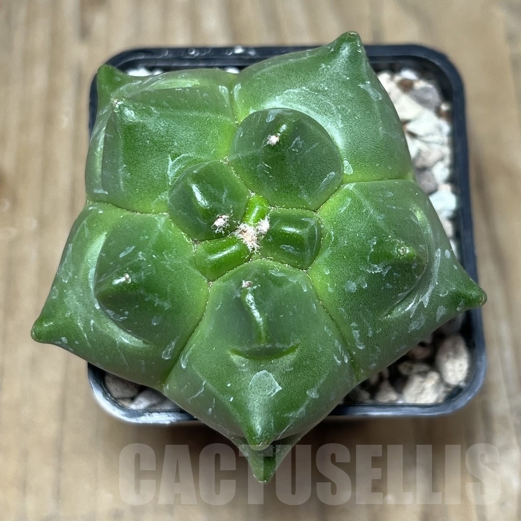 SHPR21609 Astrophytum myriostigma ‘Kikko’ - immagine 2