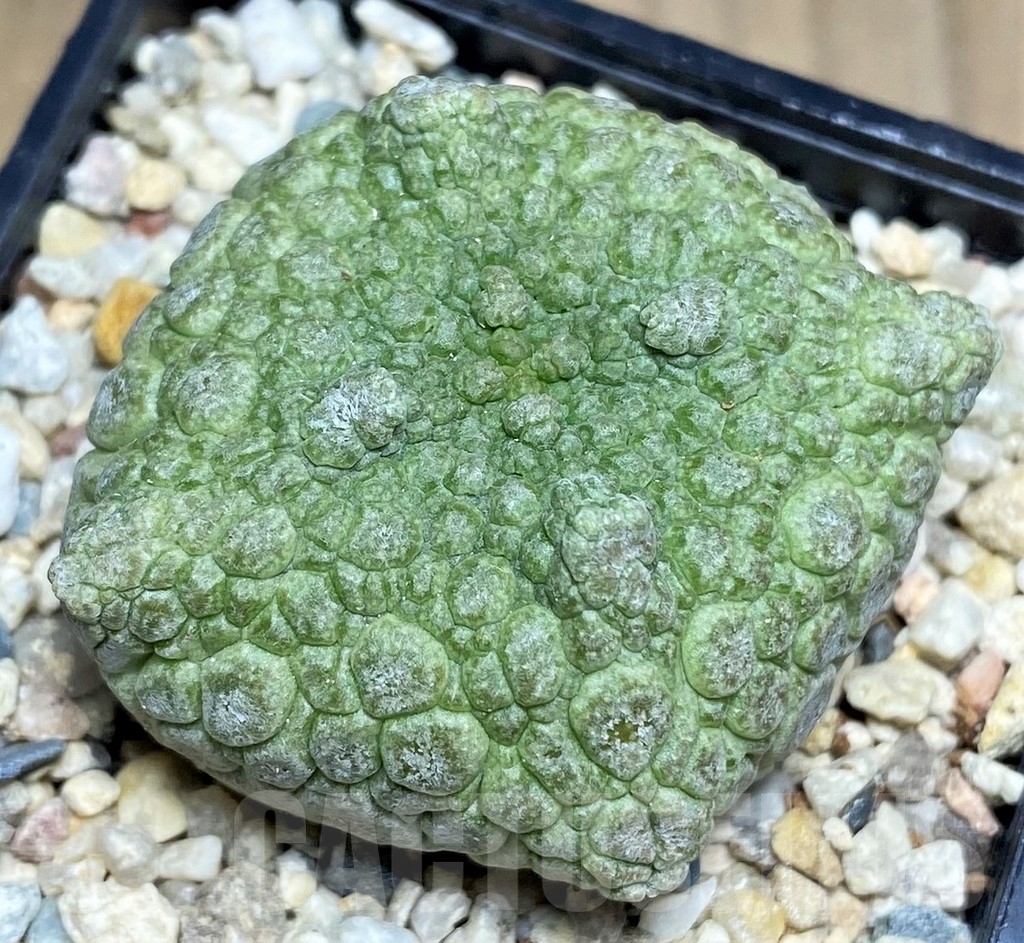 SHPR22364 Pseudolithos cubiformis – Bild 2