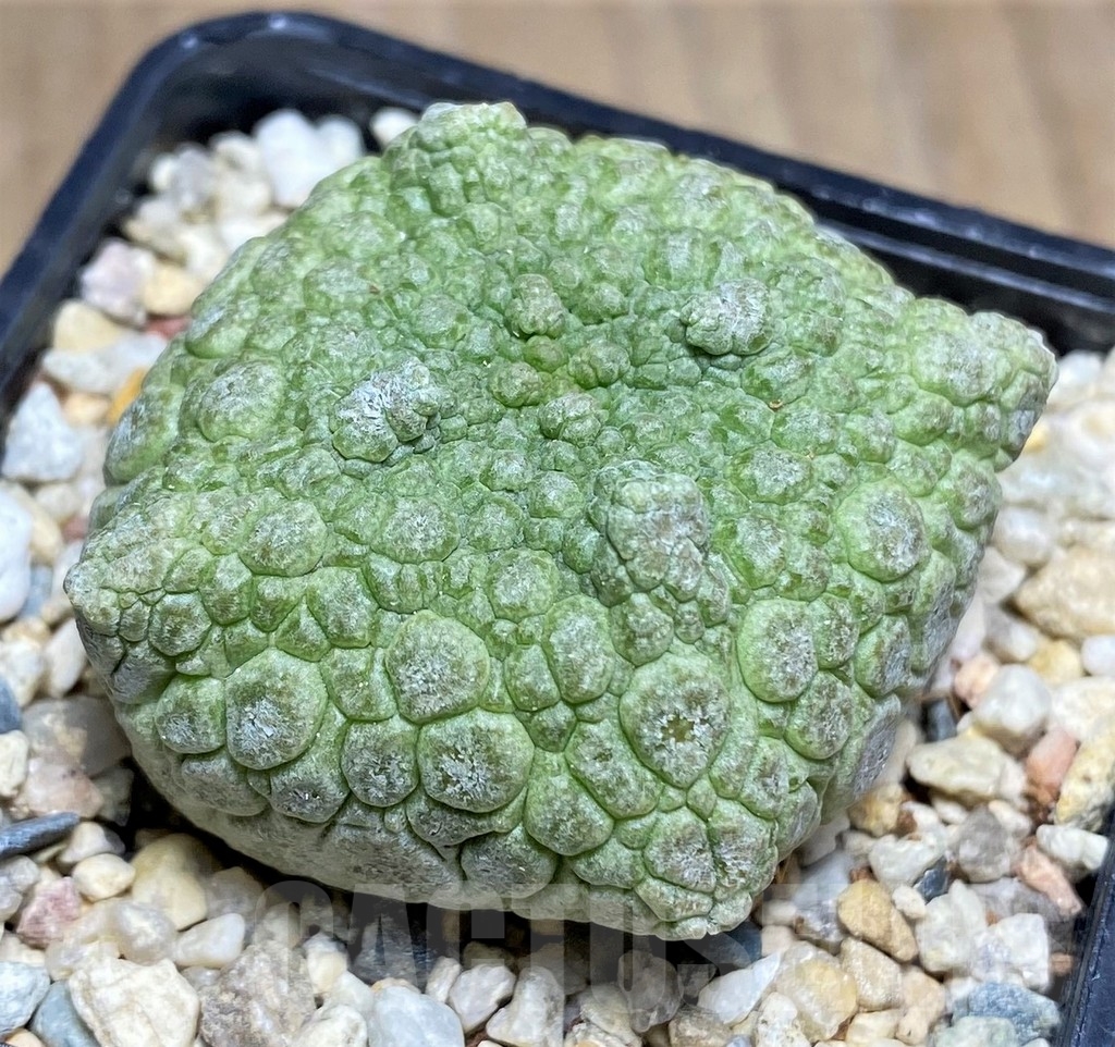 SHPR22364 Pseudolithos cubiformis