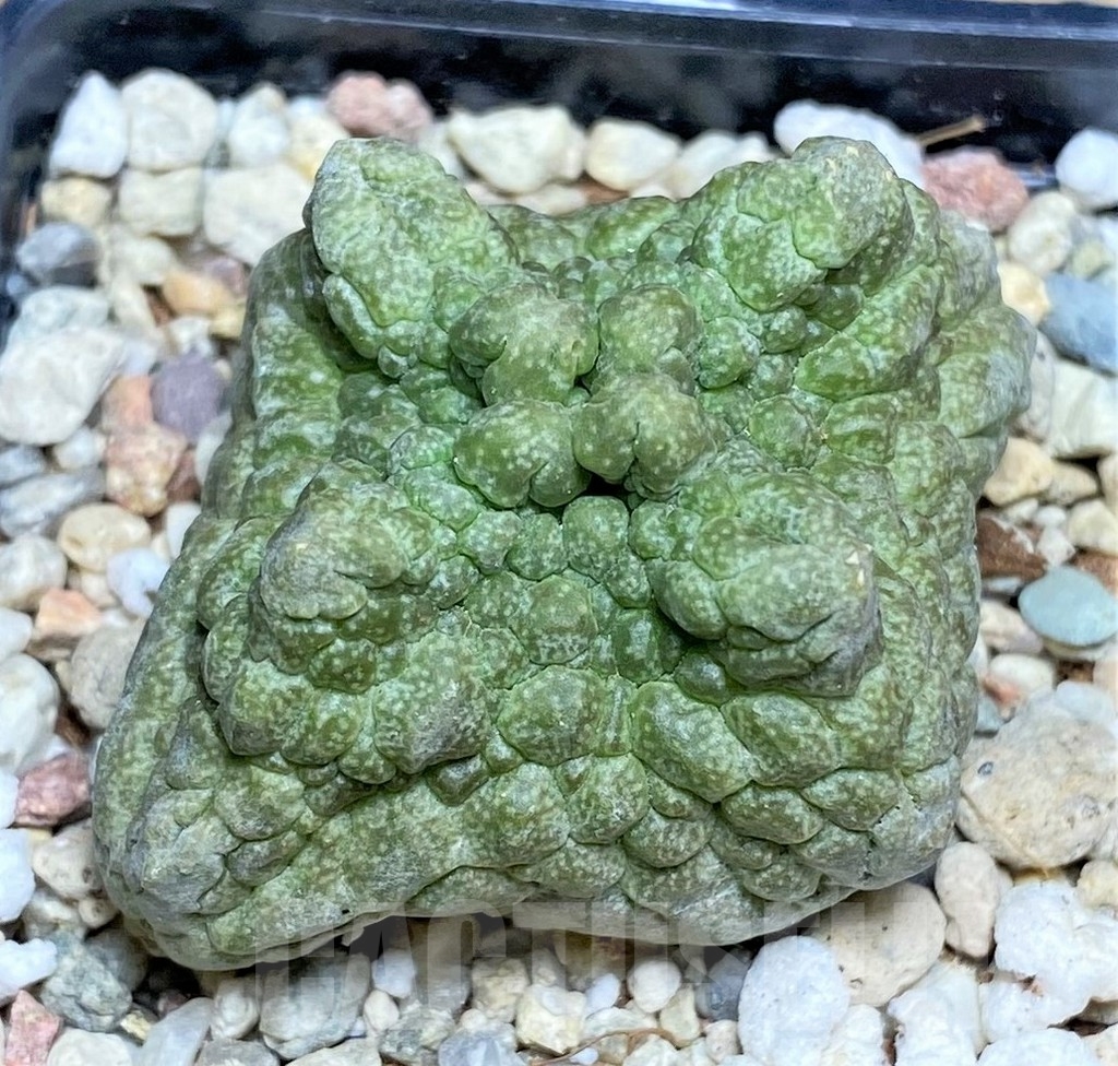 SHPR22367 Pseudolithos cubiformis - Image 2