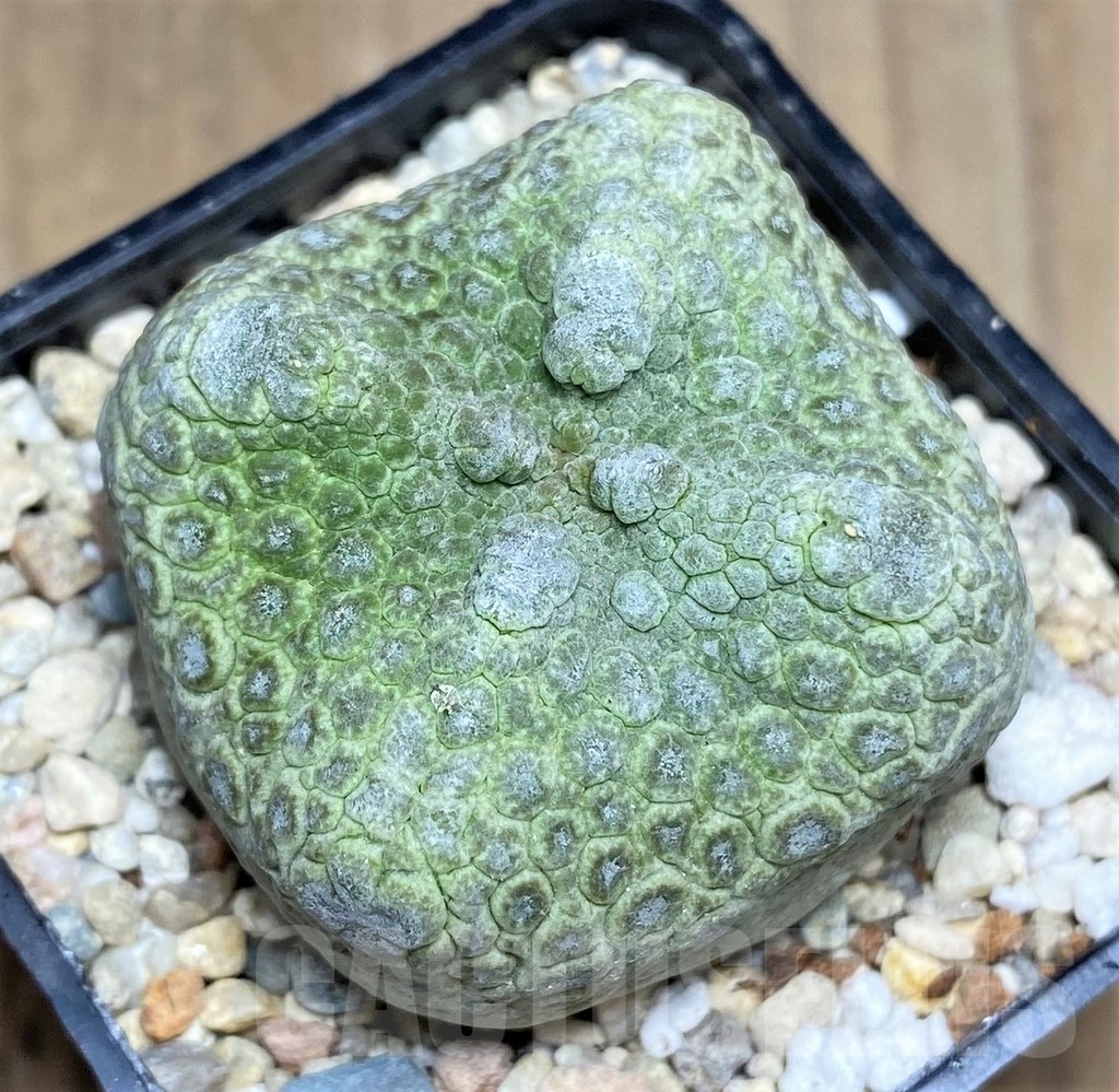 SHPR22368 Pseudolithos cubiformis - Image 2