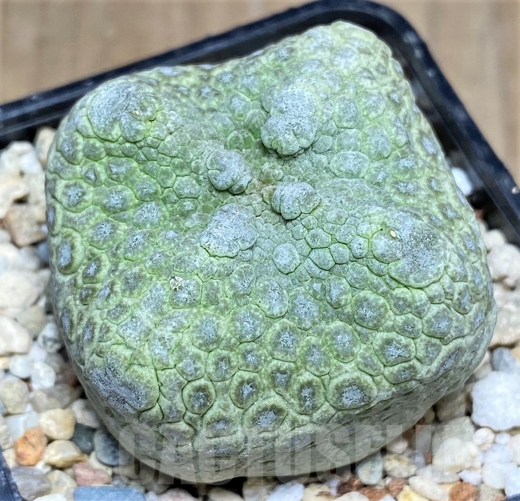 SHPR22368 Pseudolithos cubiformis