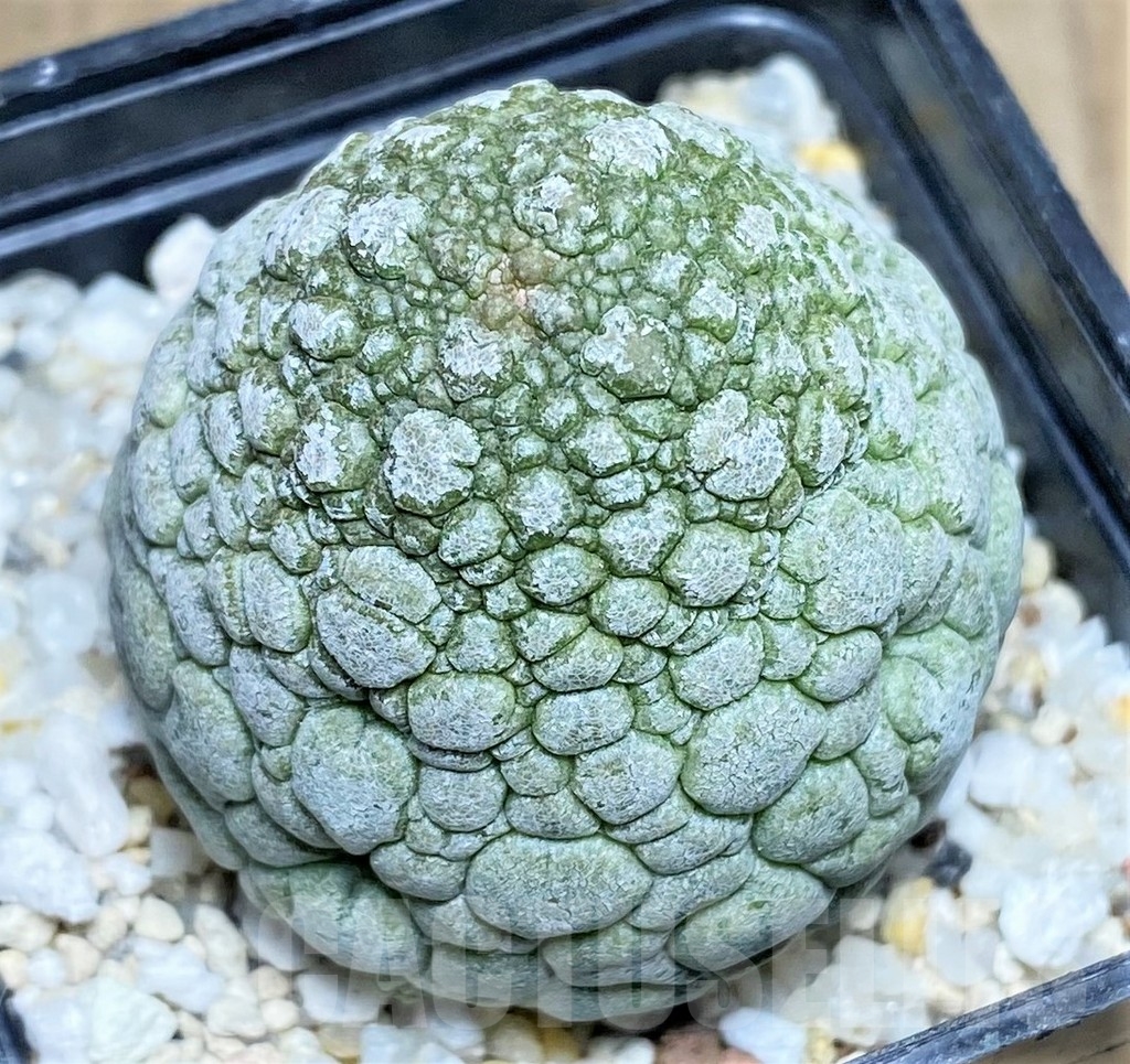 SHPR22373 Pseudolithos migiurtinus - Зображення 2