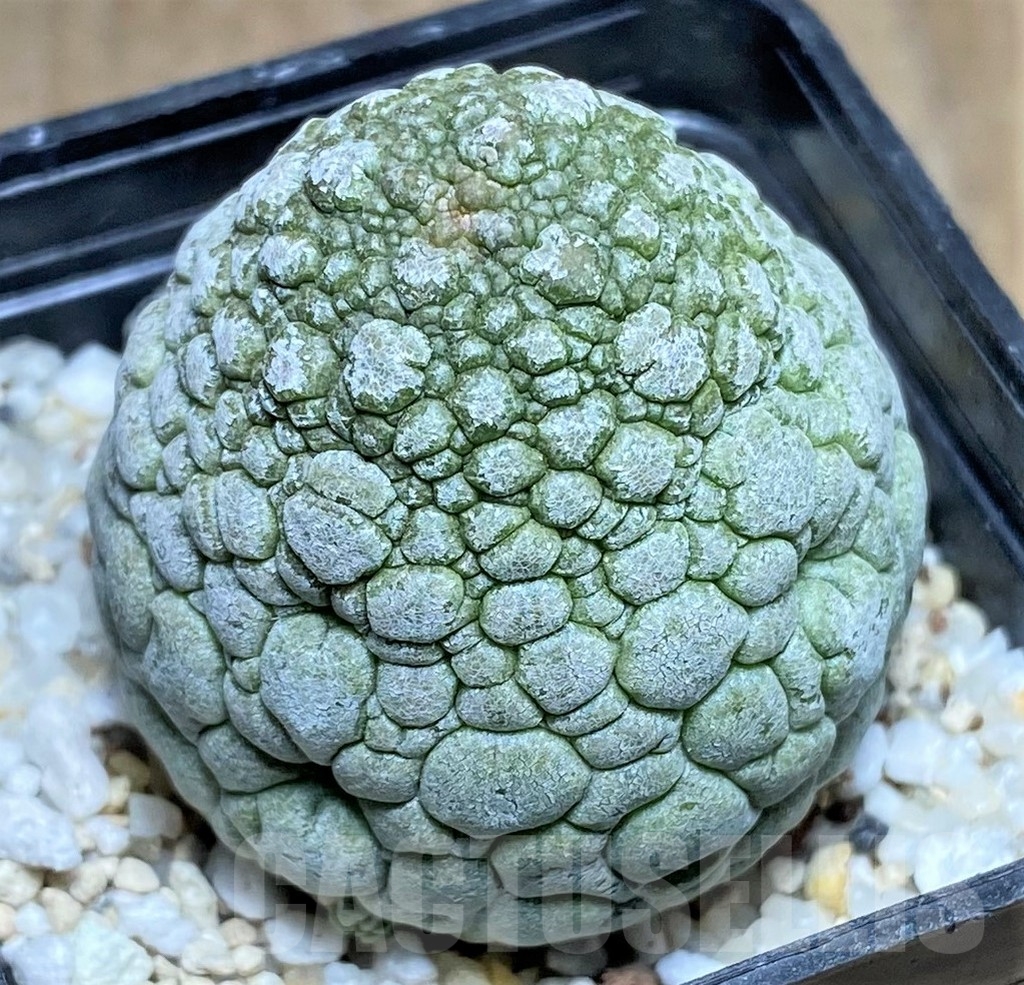 SHPR22373 Pseudolithos migiurtinus