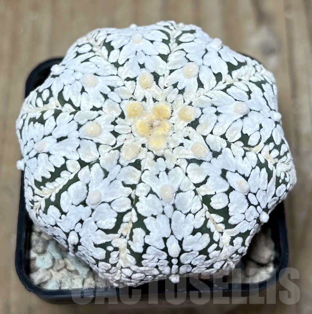 SHPR21616 Astrophytum asterias ‘Miracle’ V-Type - immagine 2