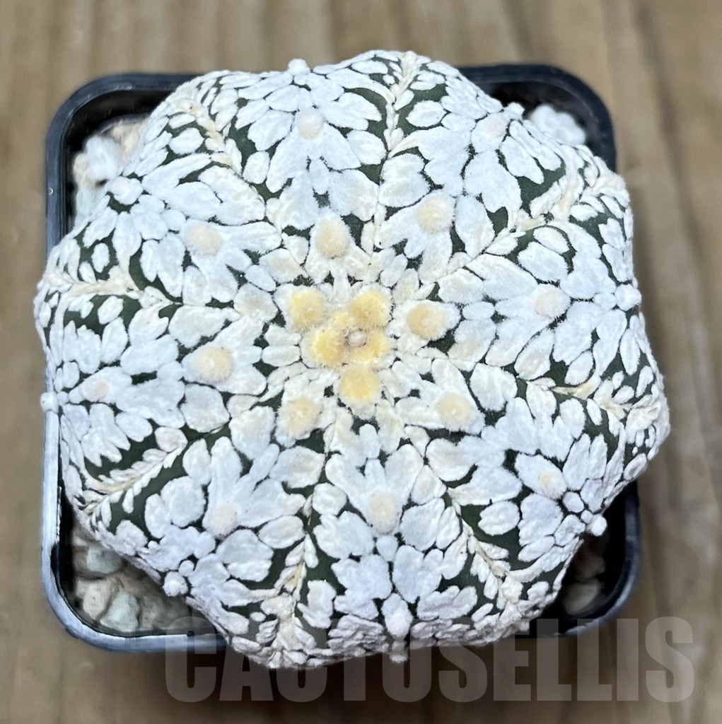 SHPR21616 Astrophytum asterias ‘Miracle’ V-Type