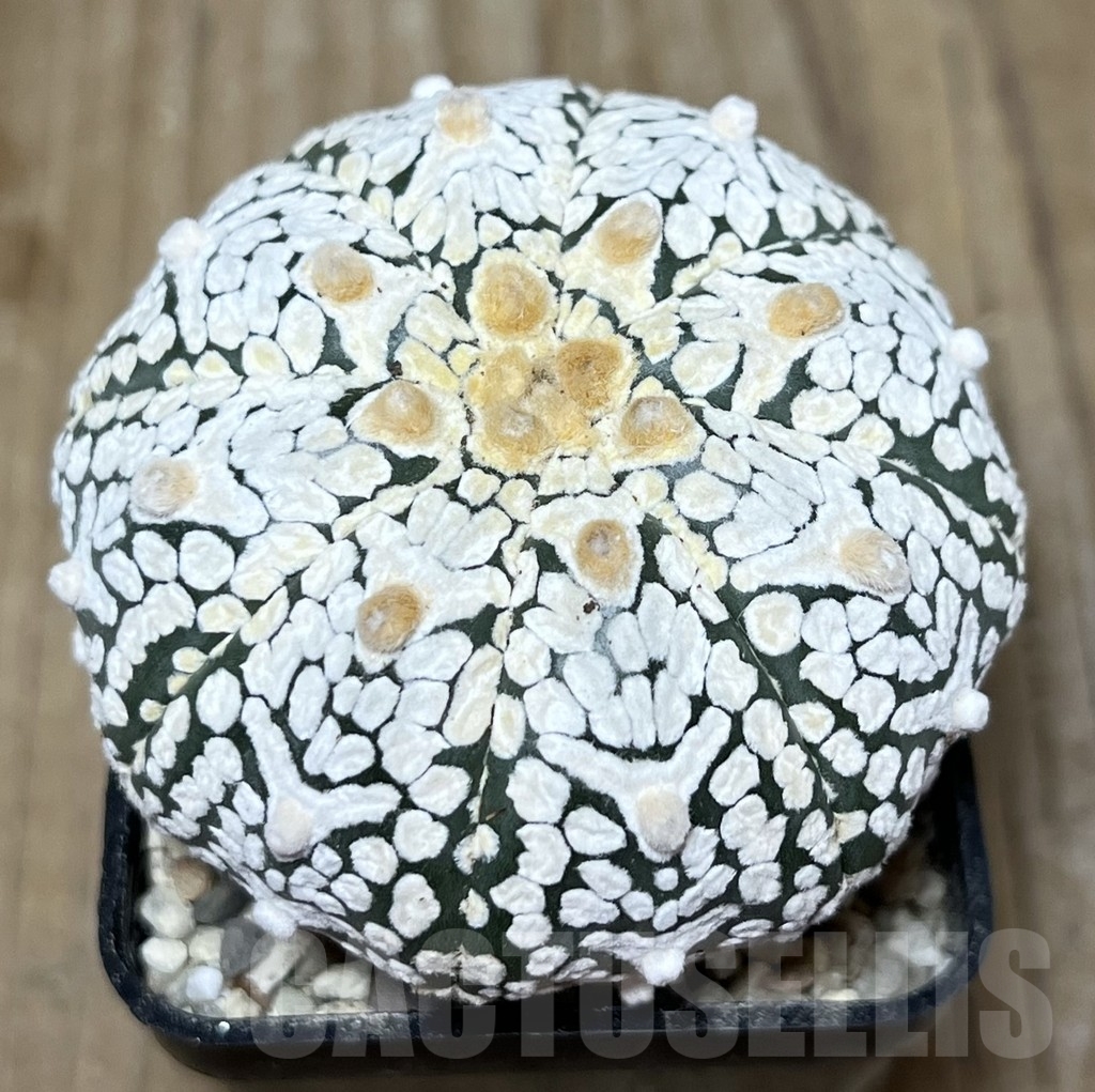 SHPR21618 Astrophytum asterias ‘Miracle’ V-Type