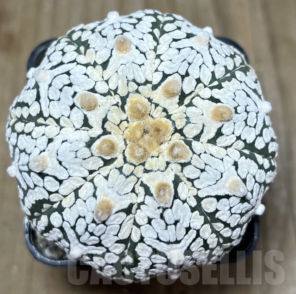 SHPR21618 Astrophytum asterias ‘Miracle’ V-Type - immagine 2