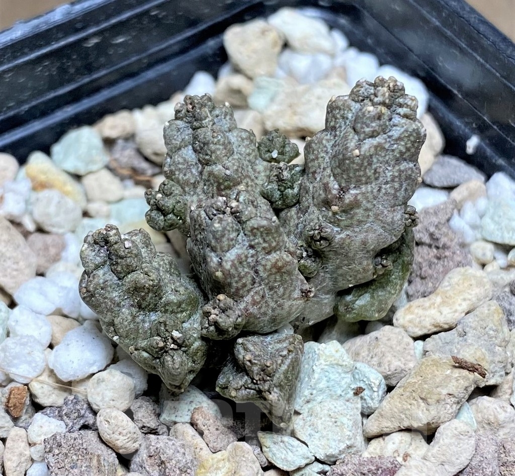SHPR22380 Pseudolithos mccoyi – Bild 2