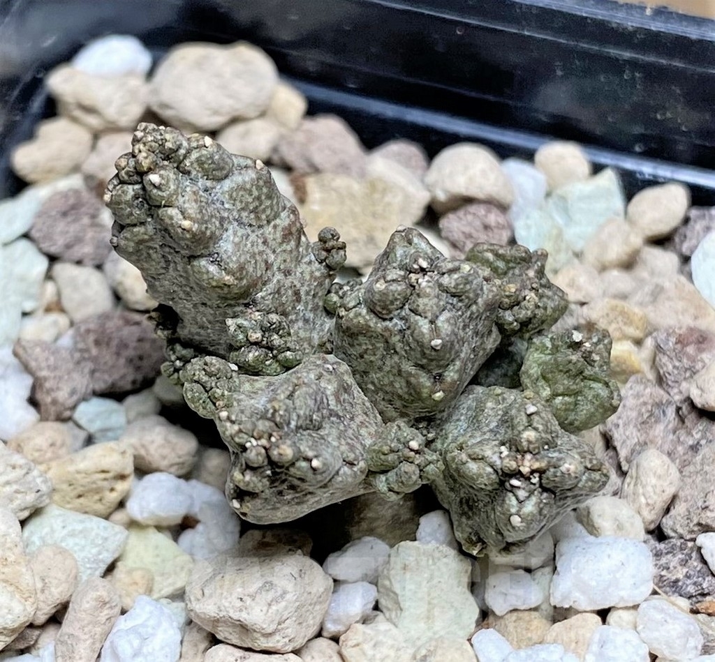 SHPR22380 Pseudolithos mccoyi