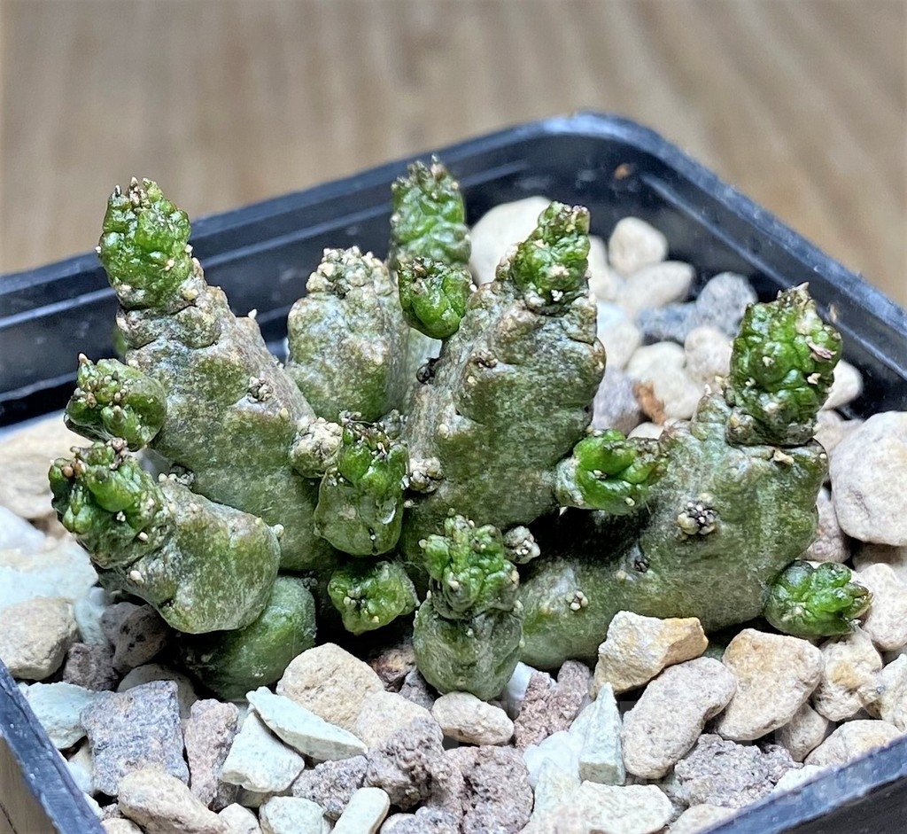 SHPR22381 Pseudolithos mccoyi