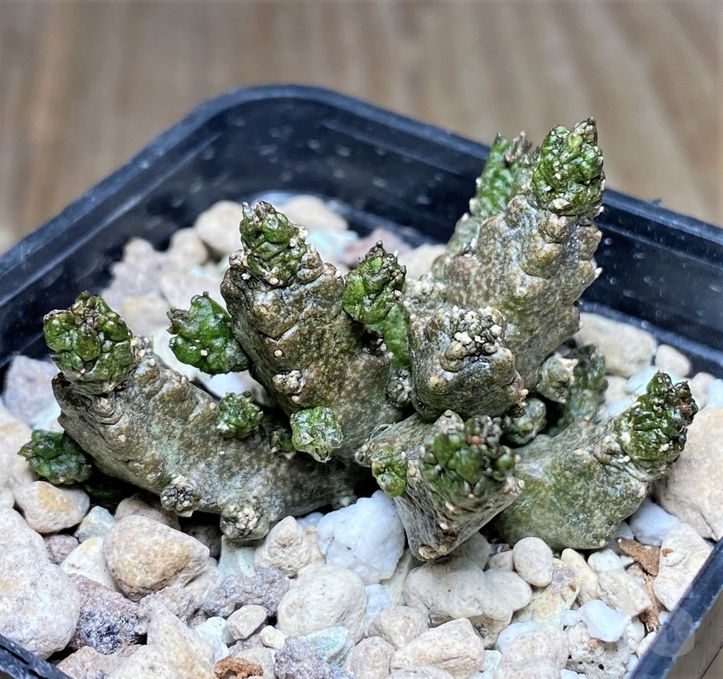 SHPR22381 Pseudolithos mccoyi - Image 2