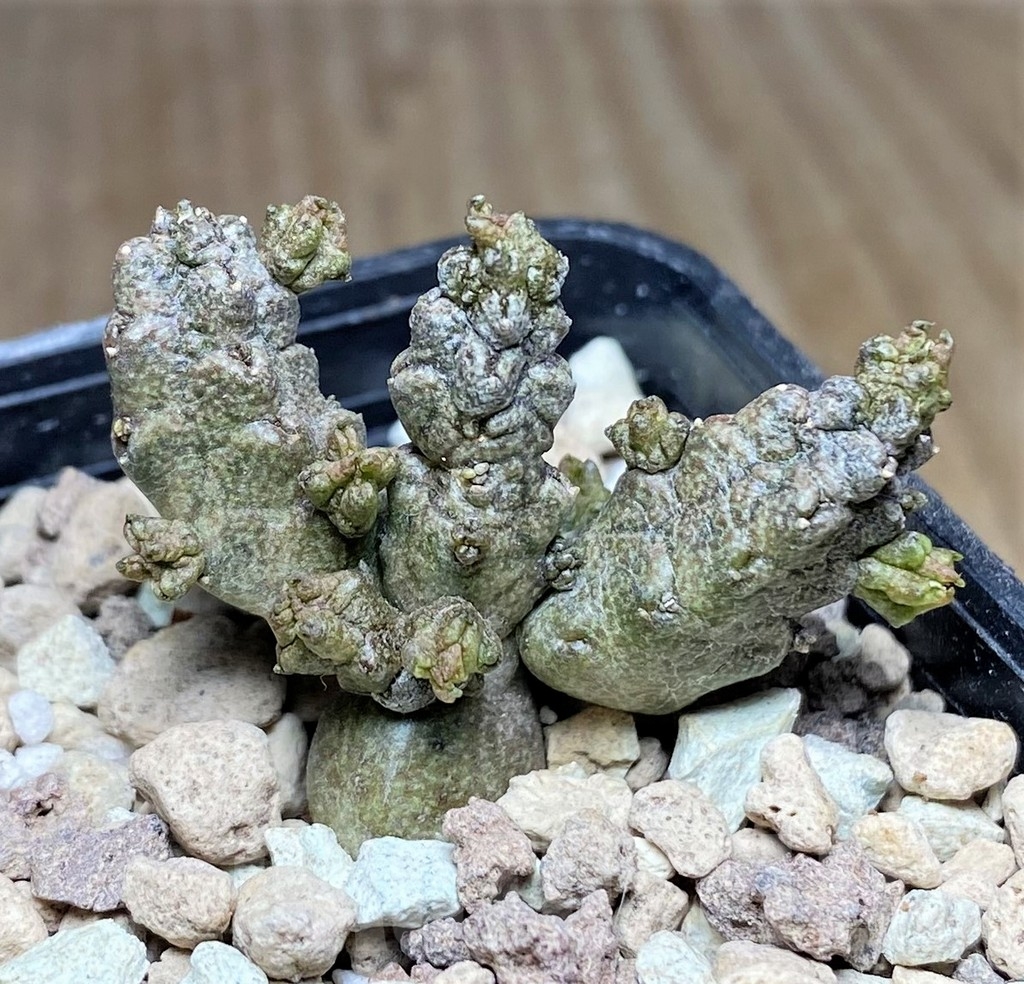 SHPR22382 Pseudolithos mccoyi - Image 2