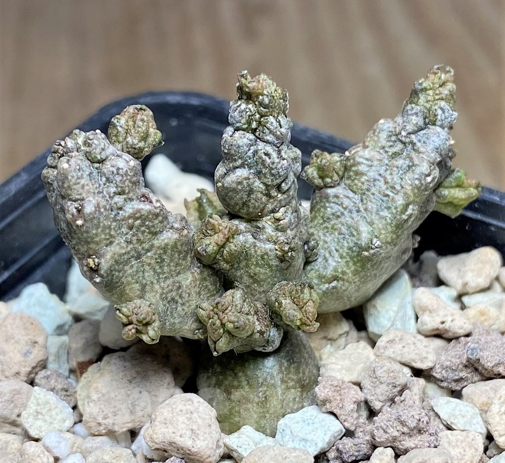 SHPR22382 Pseudolithos mccoyi