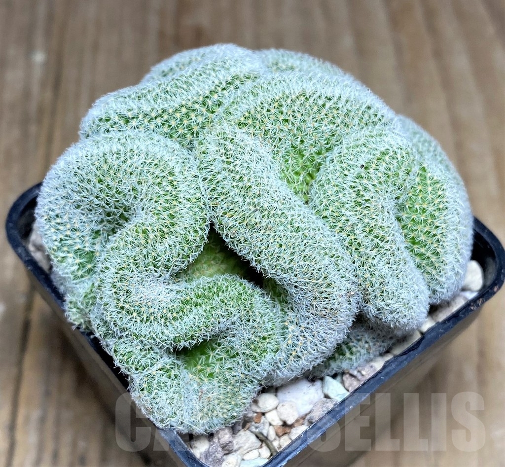 SHPR22385 Mammillaria geminispina f.cristata
