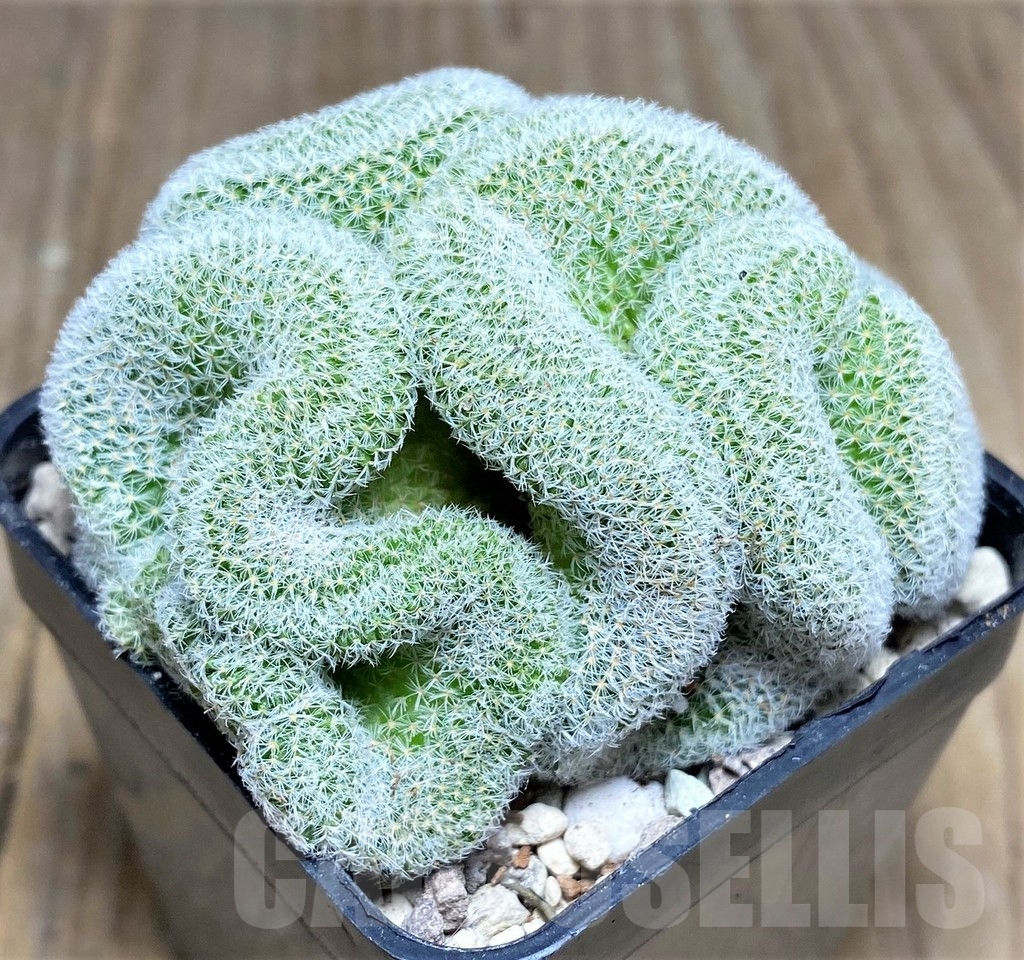 SHPR22385 Mammillaria geminispina f.cristata - Image 2