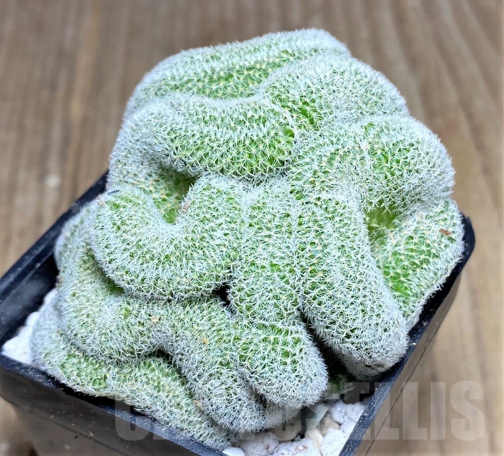 SHPR22386 Mammillaria geminispina f.cristata