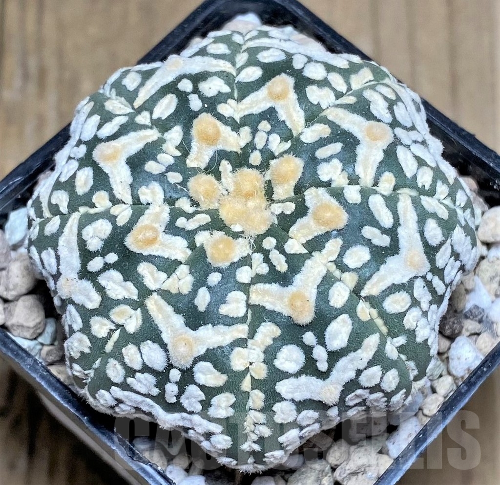 SHPR22388 Astrophytum asterias ‘Super Kabuto Miracle’ V-Type