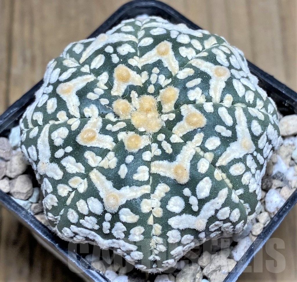 SHPR22388 Astrophytum asterias ‘Super Kabuto Miracle’ V-Type - Image 2
