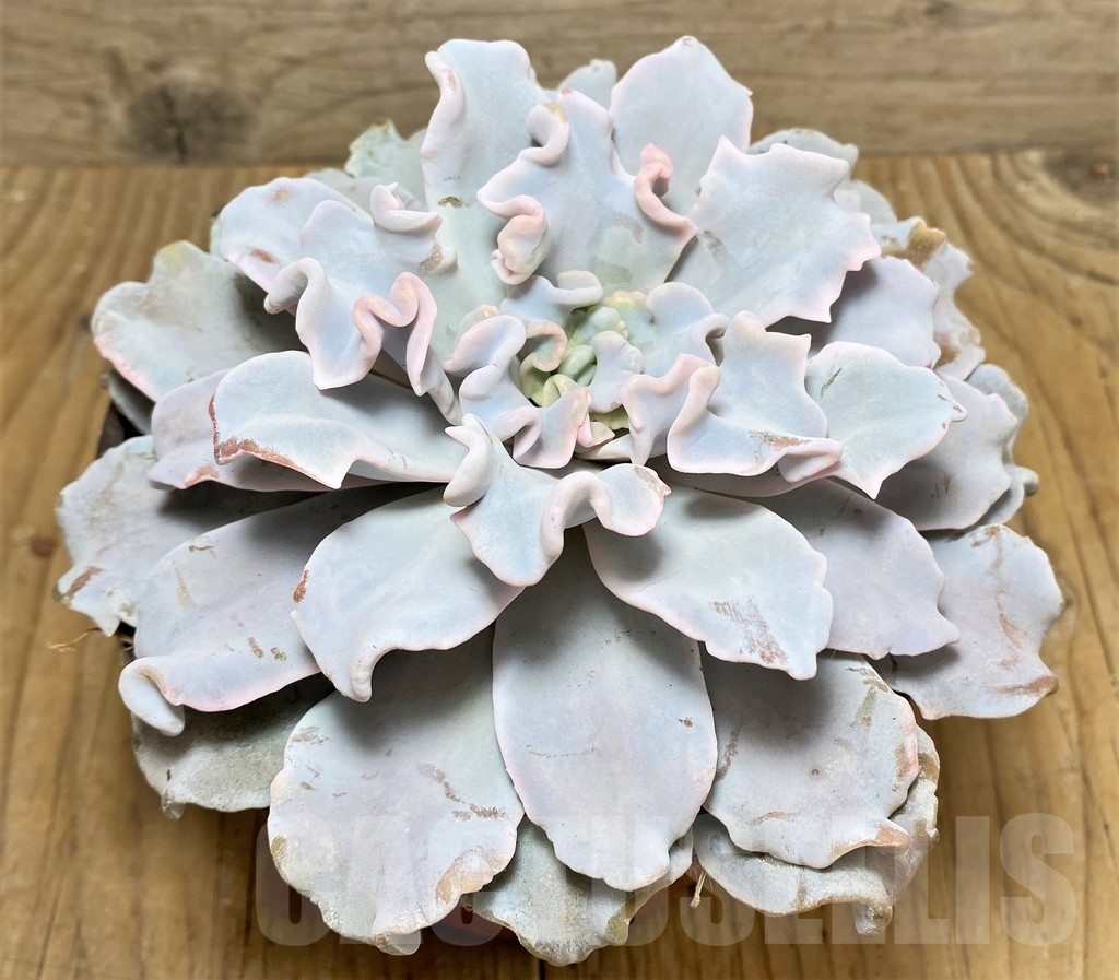 SHPR22389 Echeveria 'Crispate Beauty' - Image 2